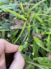 Drymaria villosa