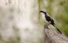 Lanius excubitoroides