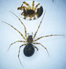 Lepthyphantes minutus