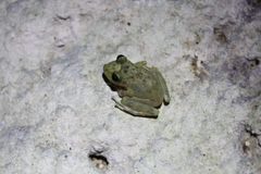 Craugastor yucatanensis