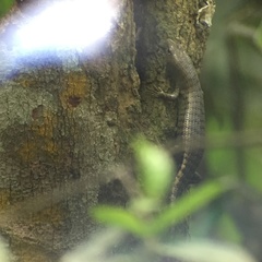 Dasia grisea