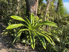 Pandanus dubius