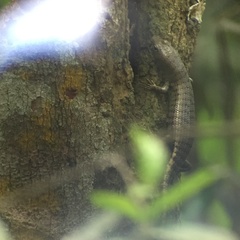 Dasia grisea