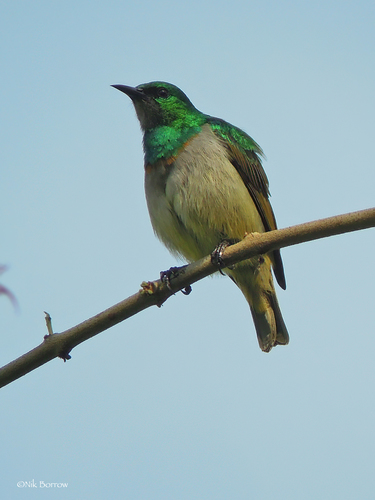 Gray-chinned Sunbird