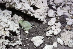 Craugastor yucatanensis