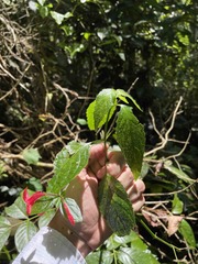 Ruellia coccinea