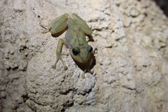 Craugastor yucatanensis