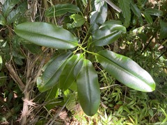 Sapium laurocerasus