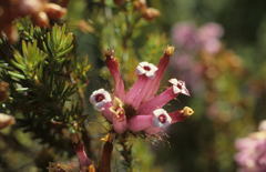 Erica gysbertii