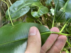 Sapium laurocerasus