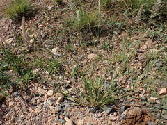 Enneapogon cenchroides