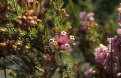 Erica gysbertii