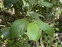Piper glabrescens