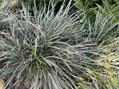 Ophiopogon jaburan