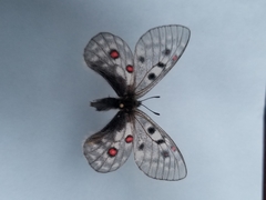 Parnassius corybas