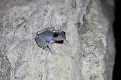 Craugastor yucatanensis