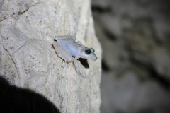 Craugastor yucatanensis