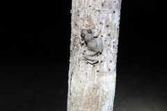 Craugastor yucatanensis