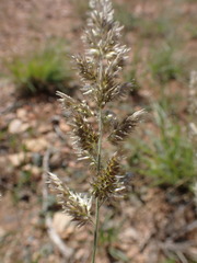 Enneapogon cenchroides