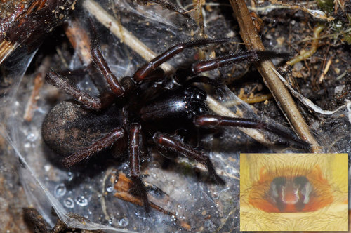 Coelotes atropos