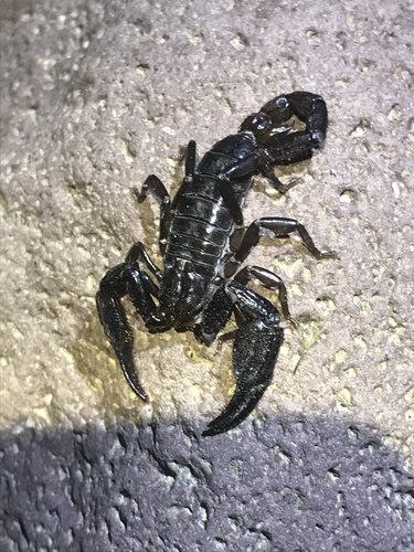 Big Bend Scorpion