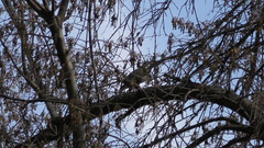 Columbidae