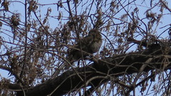 Columbidae