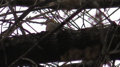 Melanerpes aurifrons