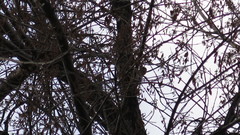 Melanerpes aurifrons