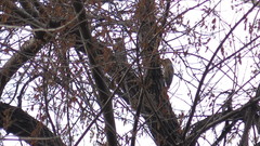 Melanerpes aurifrons