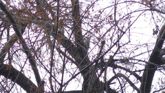 Melanerpes aurifrons