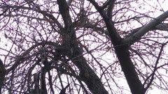 Melanerpes aurifrons
