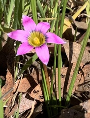 Romulea rosea australis