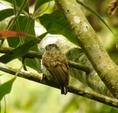 Picumnus squamulatus