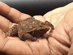 Ingerophrynus quadriporcatus