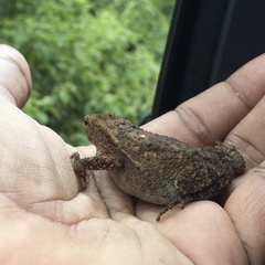 Ingerophrynus quadriporcatus