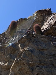Ferocactus gracilis coloratus