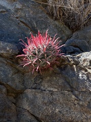 Ferocactus gracilis coloratus
