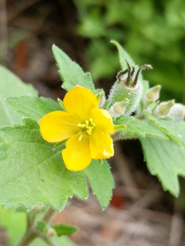 Image of Mentzelia texana by (c) Alison Northup, some rights reserved (CC BY)
