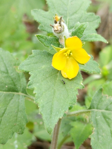 Image of Mentzelia texana by (c) Alison Northup, some rights reserved (CC BY)