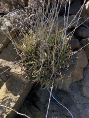 Dudleya albiflora
