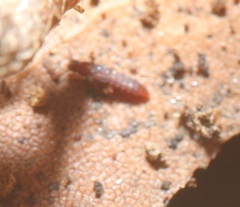 Thoracophorus costalis