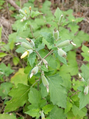 Image of Mentzelia texana by (c) Alison Northup, some rights reserved (CC BY)