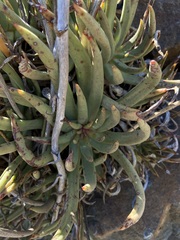 Dudleya albiflora