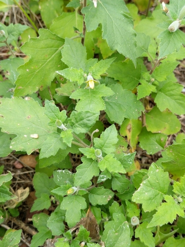 Image of Mentzelia texana by (c) Alison Northup, some rights reserved (CC BY)