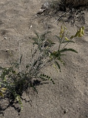 Astragalus fastidius