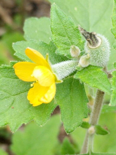 Image of Mentzelia texana by (c) Alison Northup, some rights reserved (CC BY)