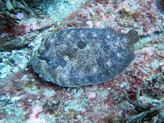 Zeugopterus punctatus