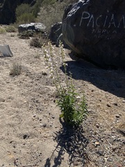 Penstemon reidmoranii