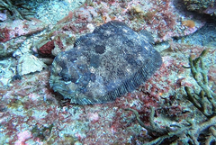 Zeugopterus punctatus